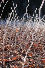 Majda Debeljak_PREPLET MISLI